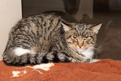 Enlarge Macaron, a Adoptable mixed breed in Longmont, CO image 2/2