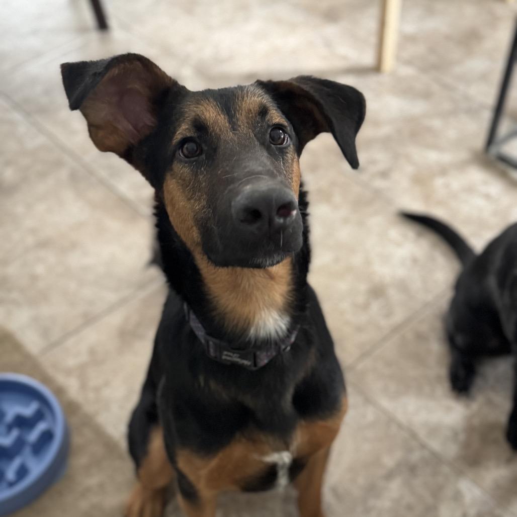 Enlarge Josiah, a Adoptable Shepherd in Memphis, TN image 1/3