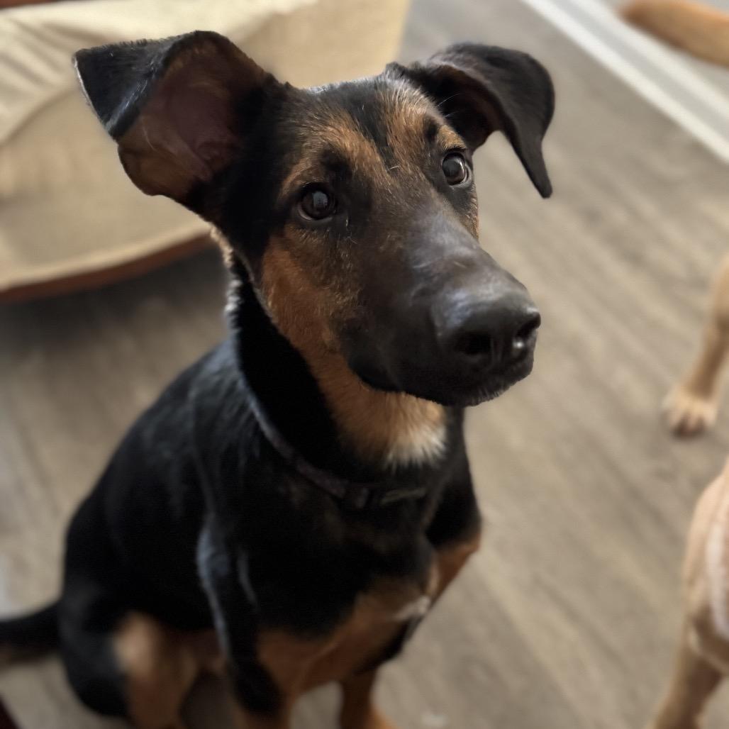 Josiah, Adoptable, Adult Male Shepherd.