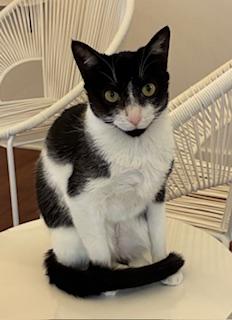Enlarge Jolien - Meet me at The Kitten Around Cat Lounge!, an adoptable Tuxedo in Southern Pines, NC image 6/6