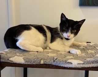 Enlarge Jolien - Meet me at The Kitten Around Cat Lounge!, an adoptable Tuxedo in Southern Pines, NC image 5/6