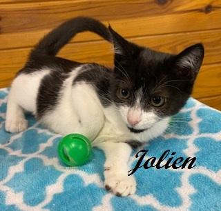 Jolien, a Adoptable Tuxedo in Southern Pines, NC image 1/5