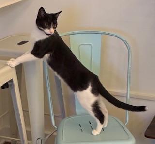 Enlarge Jolien - Meet me at The Kitten Around Cat Lounge!, an adoptable Tuxedo in Southern Pines, NC image 4/6