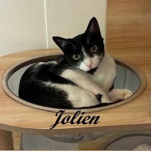 Enlarge Jolien - Meet me at The Kitten Around Cat Lounge!, an adoptable Tuxedo in Southern Pines, NC image 1/6