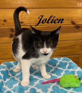 Jolien, a Adoptable Tuxedo in Southern Pines, NC image 2/5