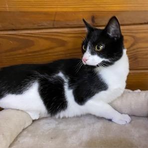 Jolien - Meet me at The Kitten Around Cat Lounge!, adoptable, Kitten Female Tuxedo.