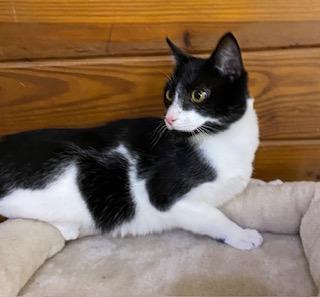 Enlarge Jolien, an adoptable Tuxedo in Southern Pines, NC image 3/3