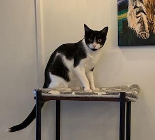 Enlarge Jolien - Meet me at The Kitten Around Cat Lounge!, an adoptable Tuxedo in Southern Pines, NC image 3/6