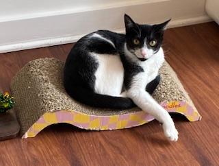 Enlarge Jolien - Meet me at The Kitten Around Cat Lounge!, an adoptable Tuxedo in Southern Pines, NC image 2/6