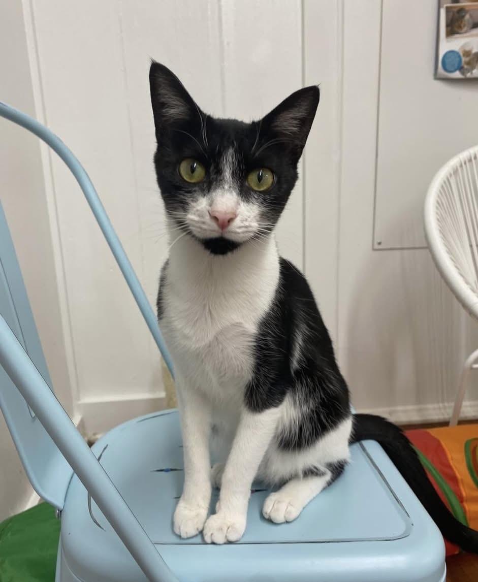 Jolien - Meet me at The Kitten Around Cat Lounge!, an adoptable Tuxedo in Southern Pines, NC image 2/6