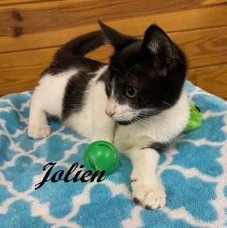 Jolien, a Adoptable Tuxedo in Southern Pines, NC image 4/5