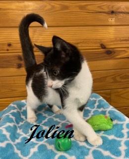 Jolien, a Adoptable Tuxedo in Southern Pines, NC image 5/5