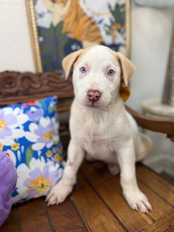 Mr White — thumbnail 3