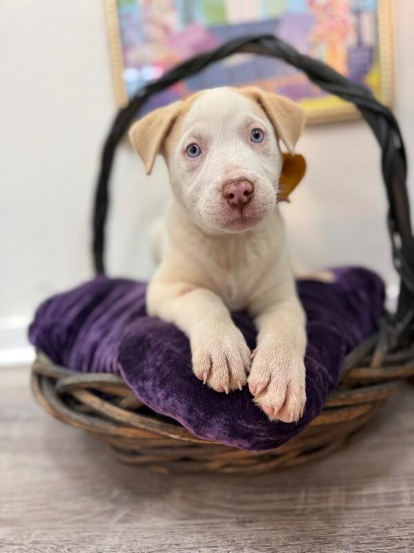 Mr White — thumbnail 5