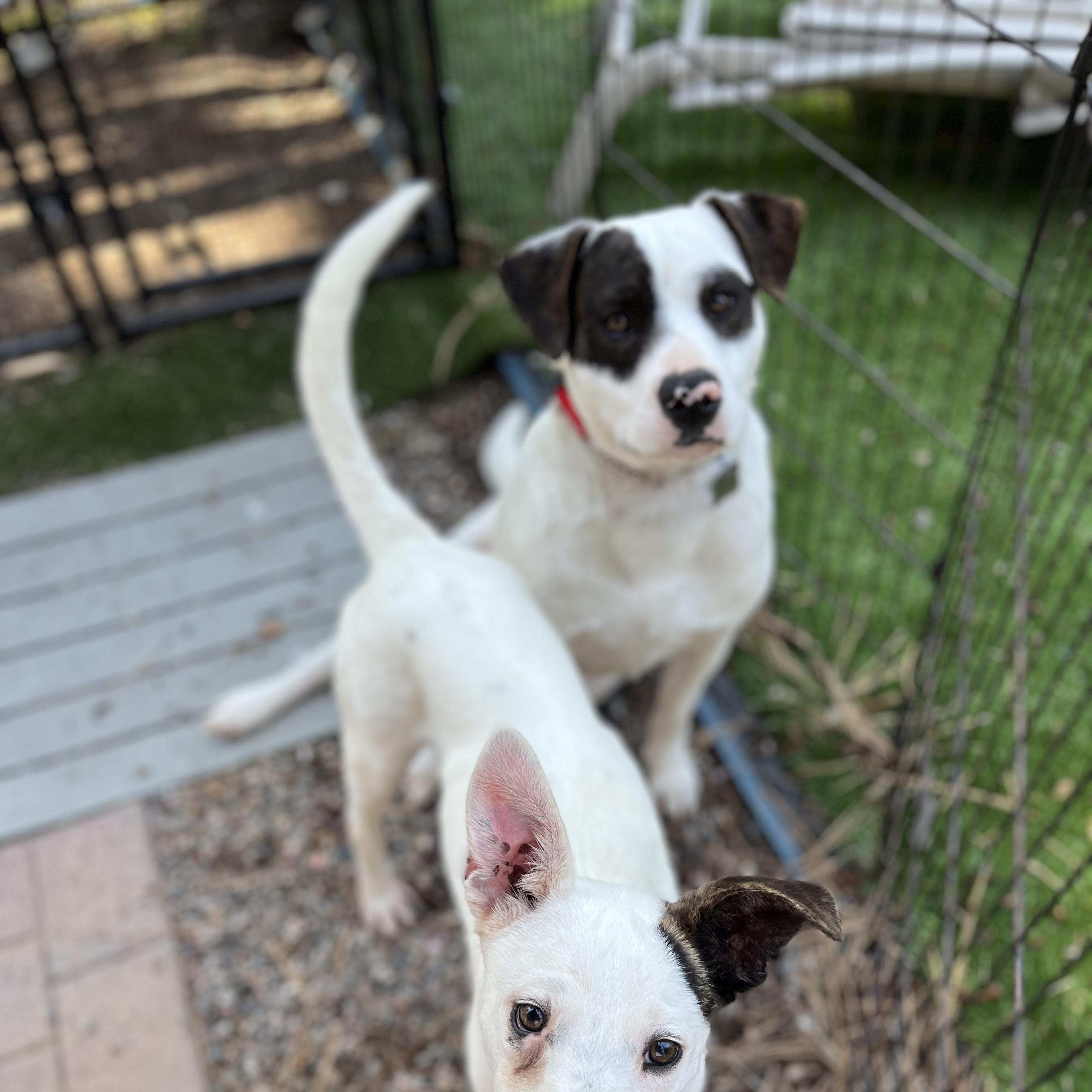 Banjo (The Baby), Adoptable, Young Male Dalmatian & Chihuahua.
