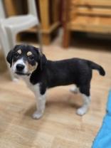 Enlarge Trent, a ADOPTABLE mixed breed in Woodstock, IL image 3/3