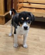 Trent, ADOPTABLE, Puppy Male Mixed Breed.