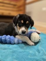 Enlarge Trent, a ADOPTABLE mixed breed in Woodstock, IL image 2/3