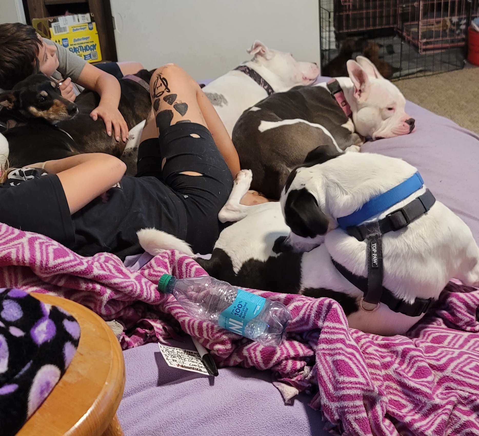 Elroy - **SPONSORED ADOPTION**, an adoptable Mixed Breed in Fredericksburg, VA, 22401 | Photo Image 3