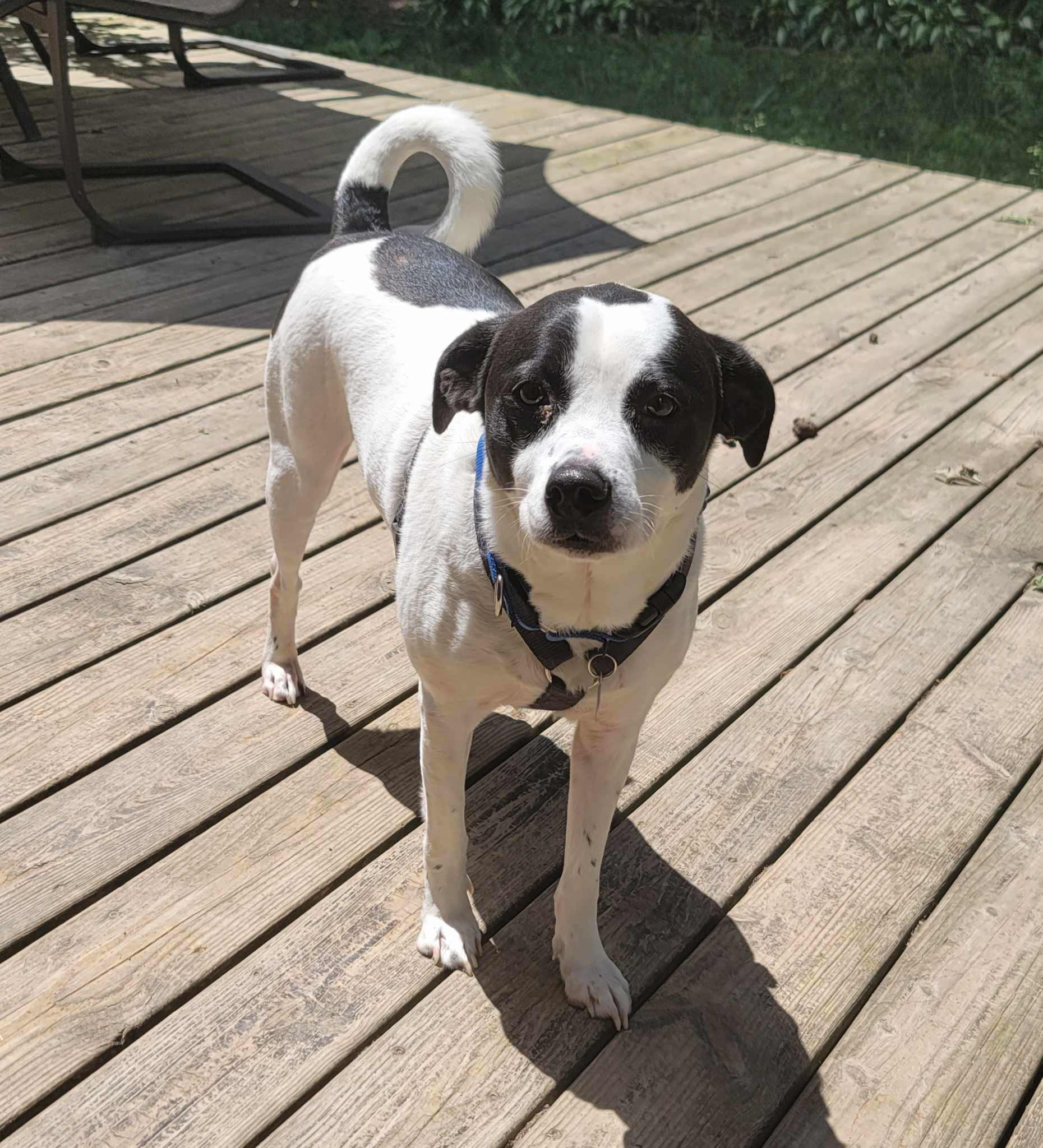 Elroy - **SPONSORED ADOPTION**, an adoptable Mixed Breed in Fredericksburg, VA, 22401 | Photo Image 2