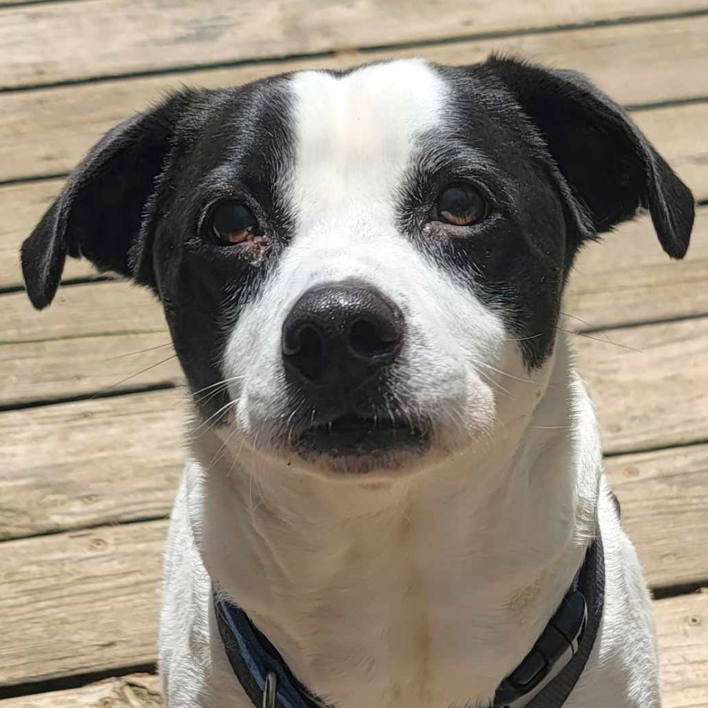 Elroy - **SPONSORED ADOPTION**, an adoptable Mixed Breed in Fredericksburg, VA, 22401 | Photo Image 1