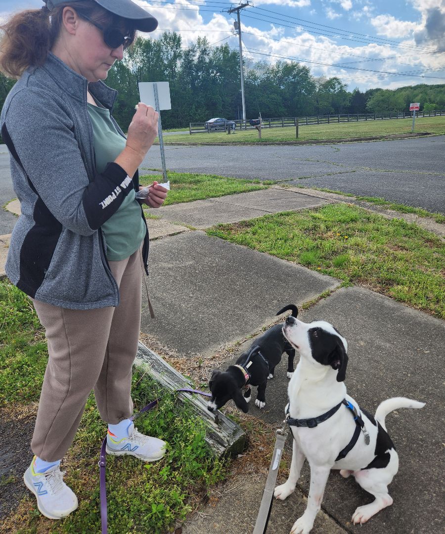 Elroy - **SPONSORED ADOPTION**, an adoptable Mixed Breed in Fredericksburg, VA, 22401 | Photo Image 4