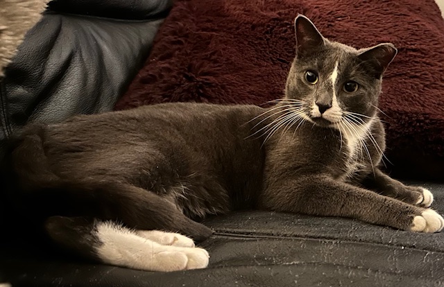 Enlarge Matisse, a Adoptable Domestic Short Hair in New York, NY image 2/5