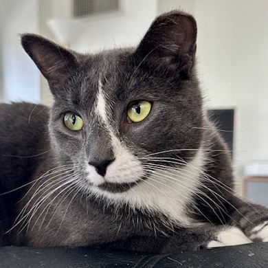 Matisse, Adoptable, Young Male Domestic Short Hair.