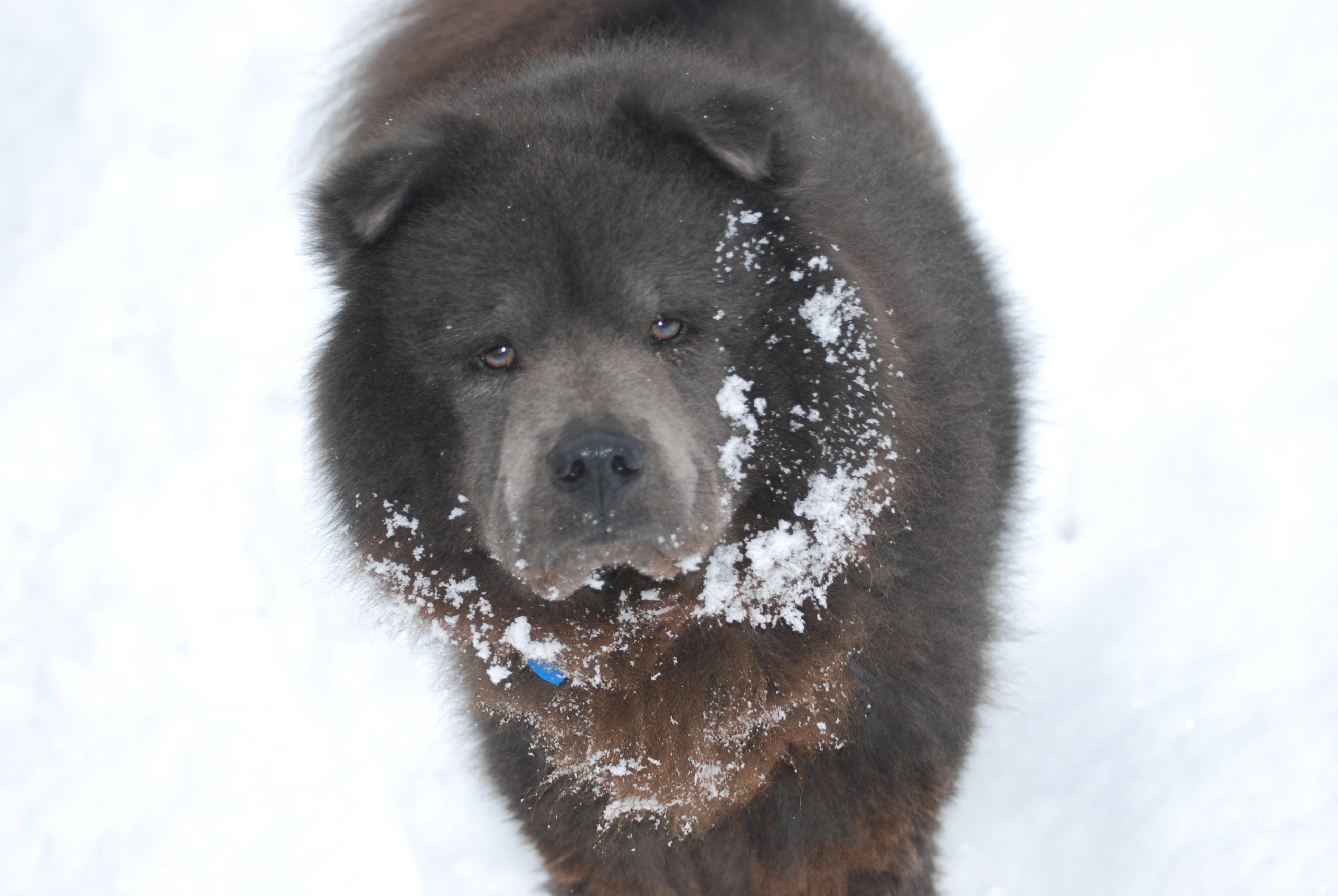 Enlarge Louie, a ADOPTABLE Chow Chow in Lancaster, PA image 5/5