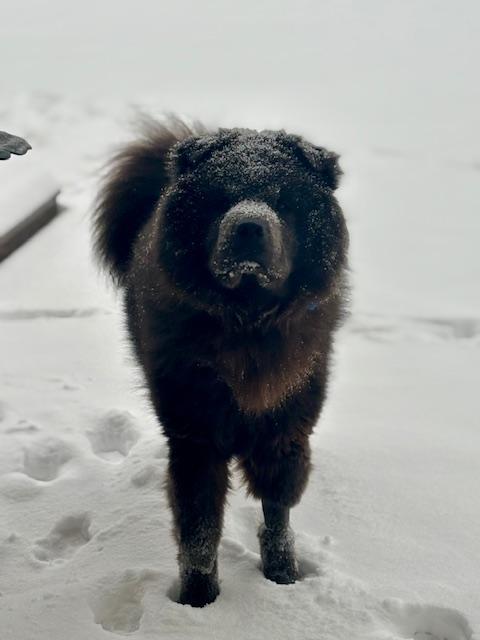Enlarge Louie, a ADOPTABLE Chow Chow in Lancaster, PA image 2/5