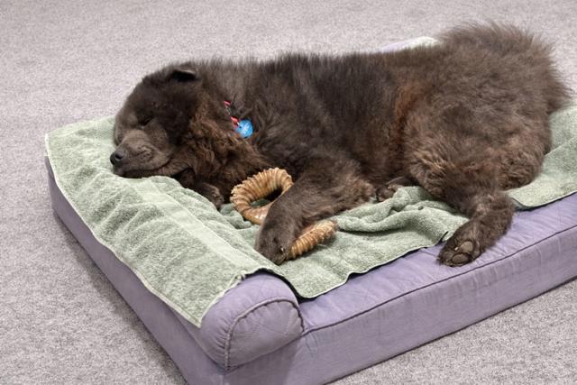 Enlarge Louie, a ADOPTABLE Chow Chow in Lancaster, PA image 3/5
