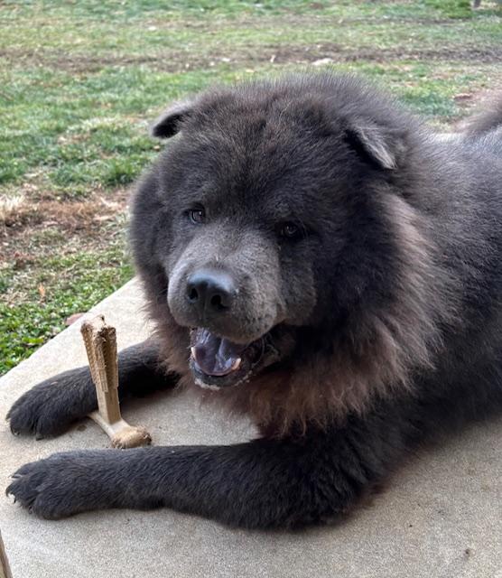 Louie, ADOPTABLE, Adult Male Chow Chow.
