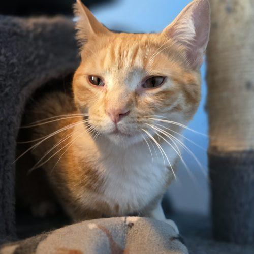 Enlarge Spud, a Adoptable Domestic Short Hair in Elizabeth, IL image 1/5