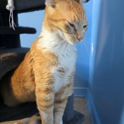 Enlarge Spud, a Adoptable Domestic Short Hair in Elizabeth, IL image 2/5