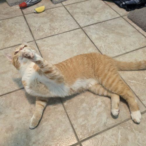 Enlarge Spud, a Adoptable Domestic Short Hair in Elizabeth, IL image 3/5