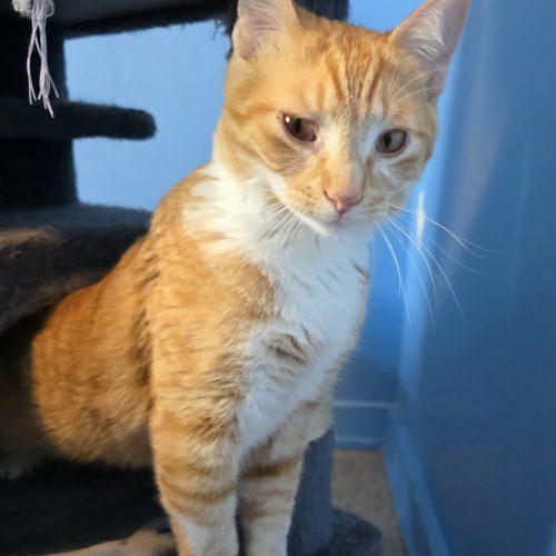 Enlarge Spud, a Adoptable Domestic Short Hair in Elizabeth, IL image 5/5