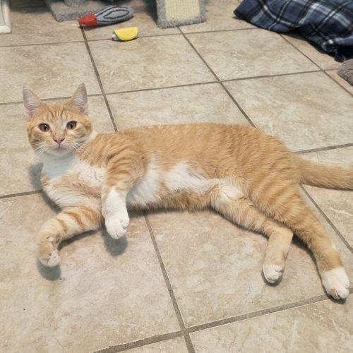 Enlarge Spud, a Adoptable Domestic Short Hair in Elizabeth, IL image 4/5