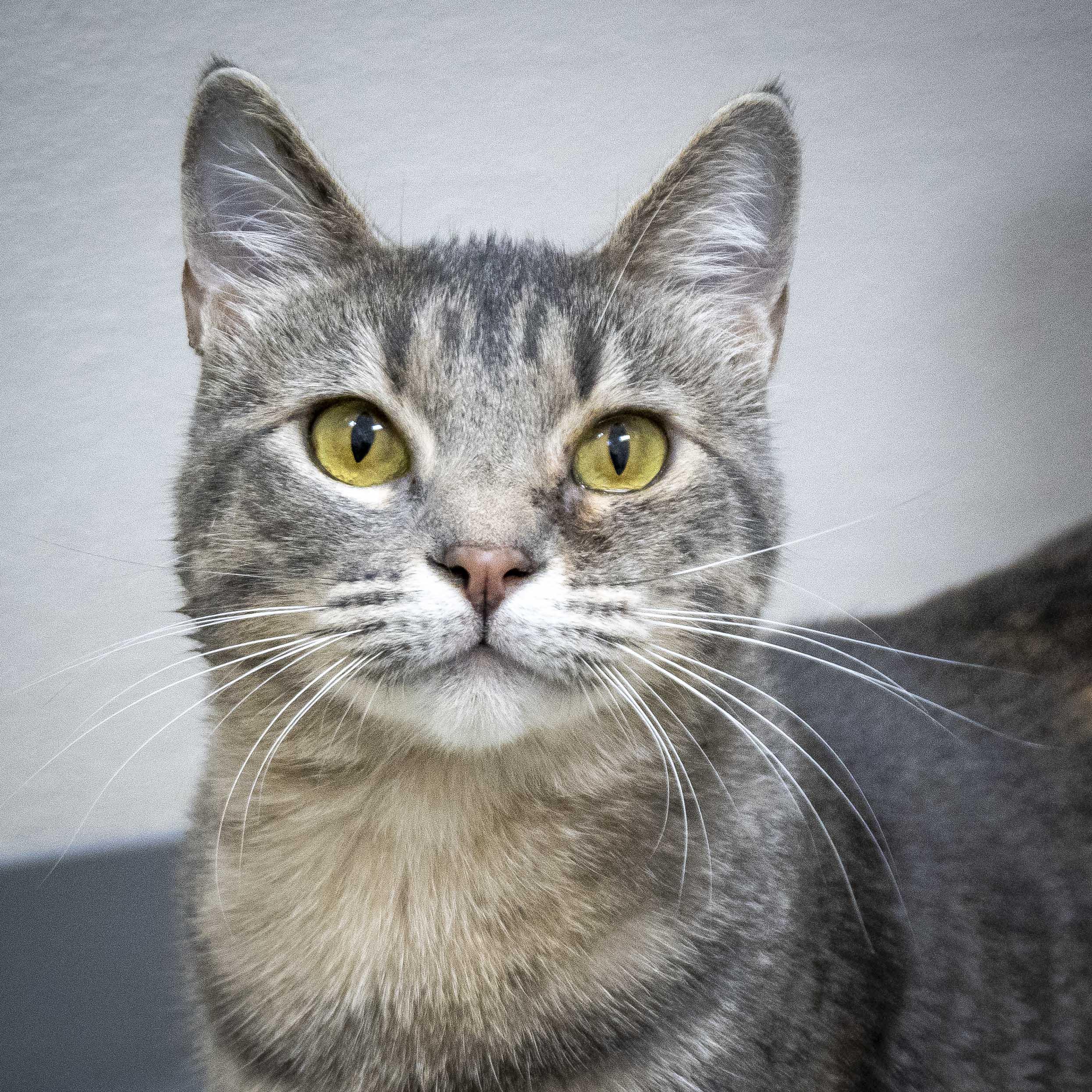 Strudel (must be adopted with Schnitzel), ADOPTABLE, Young Female Domestic Short Hair.