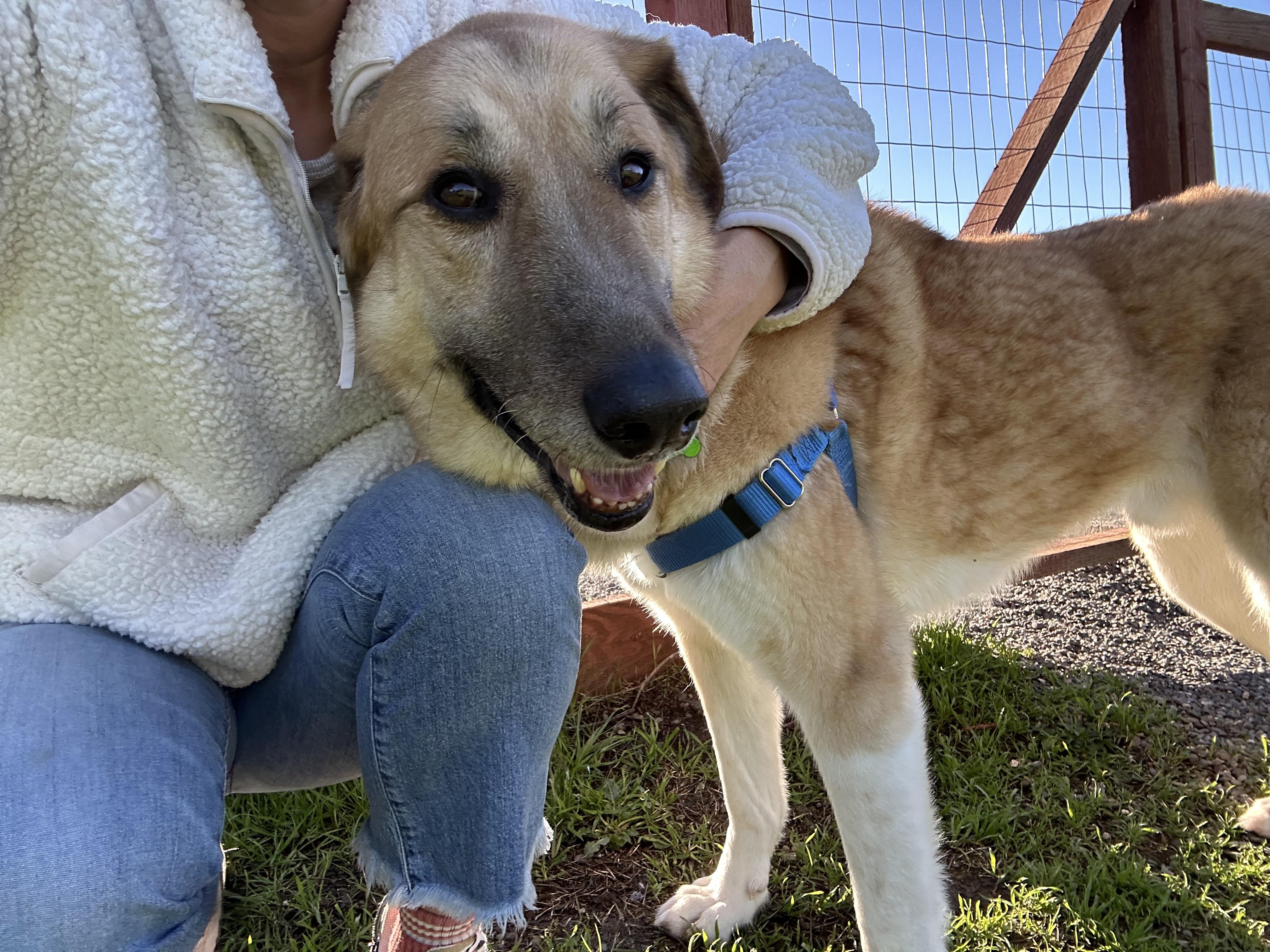 Enlarge Osito, an adopted mixed breed in Petaluma, CA image 3/4