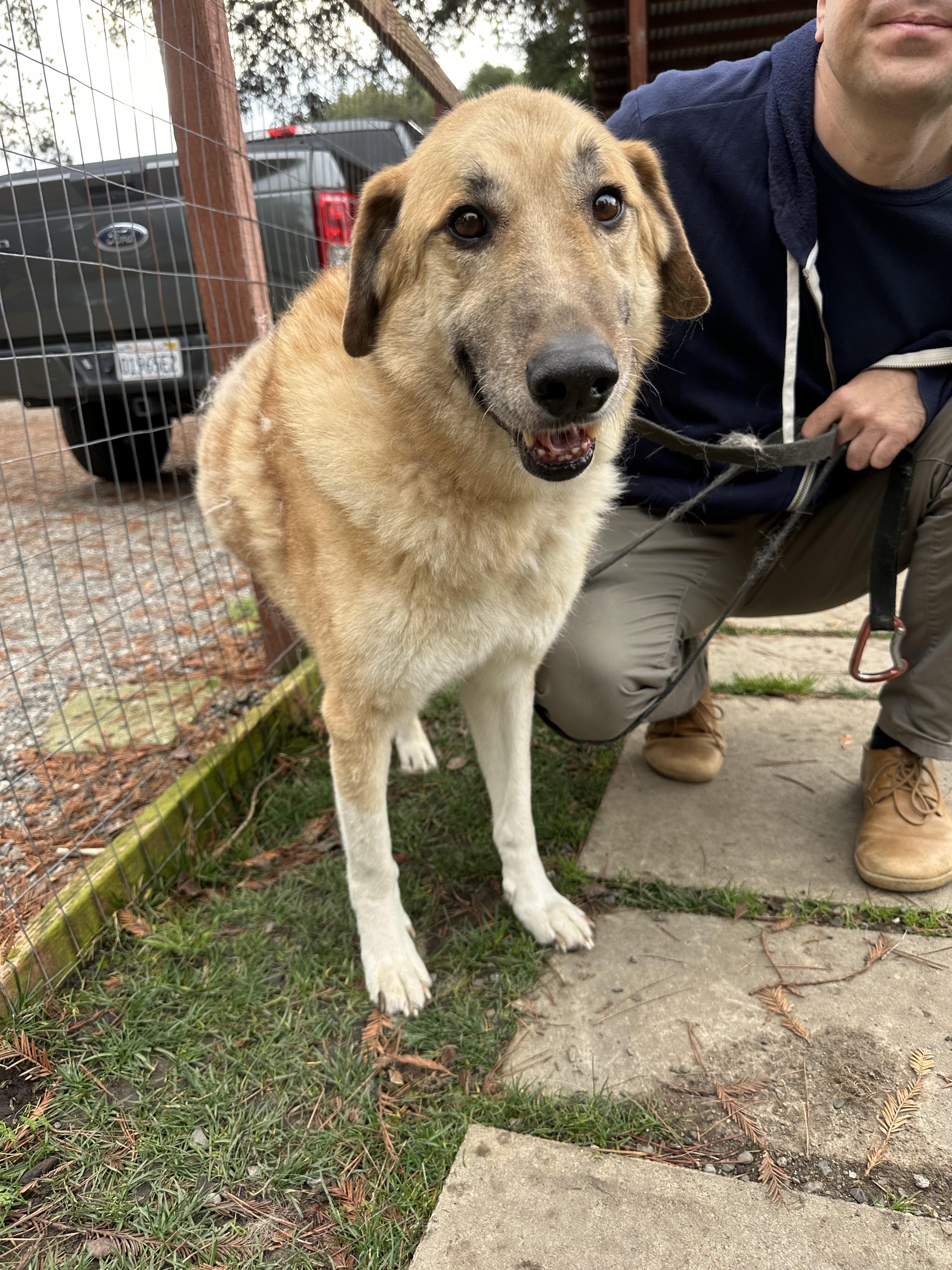 Osito, ADOPTABLE, Senior Male German Shepherd Dog & Great Pyrenees.