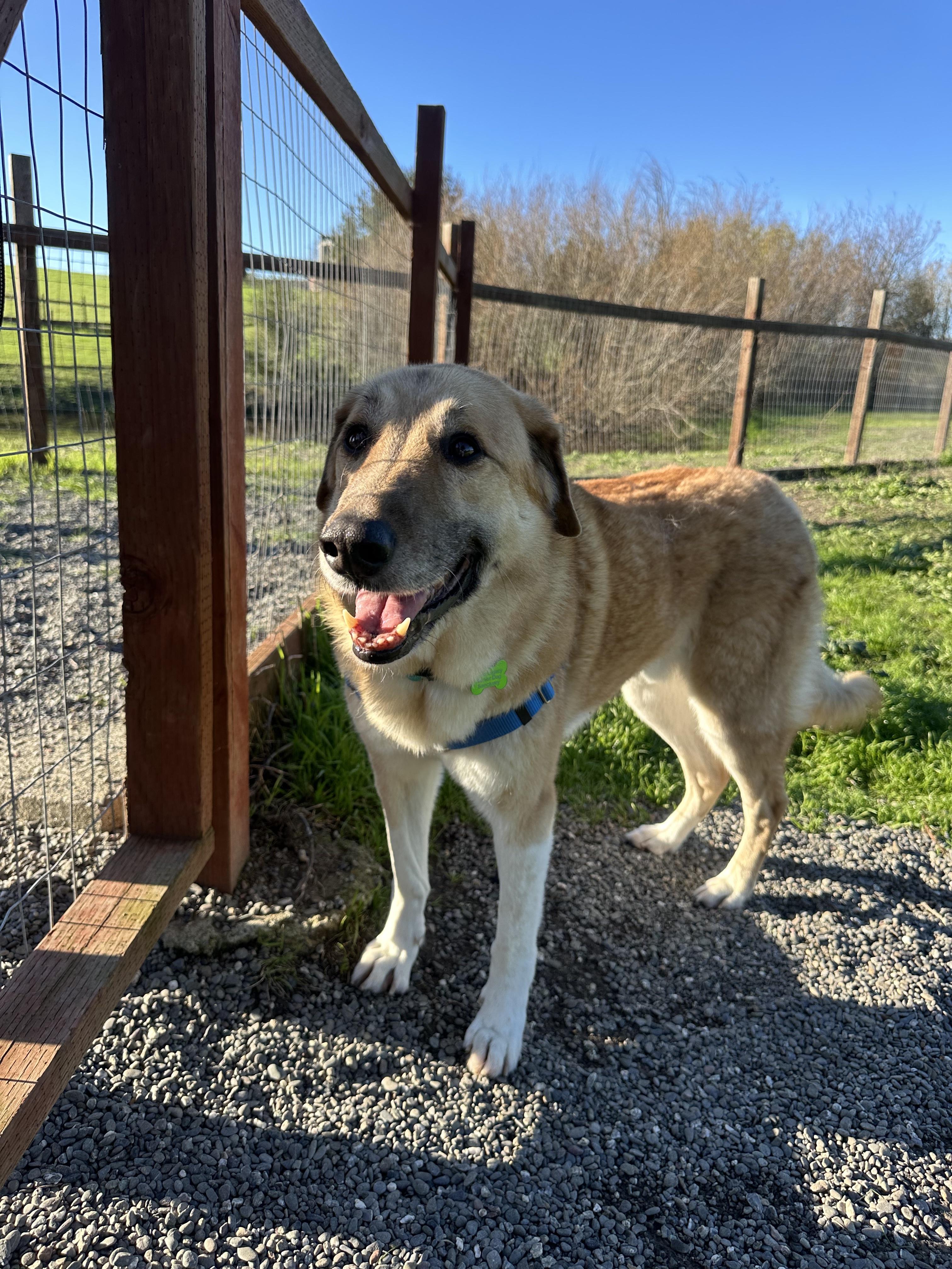 Enlarge Osito, an adopted mixed breed in Petaluma, CA image 2/4