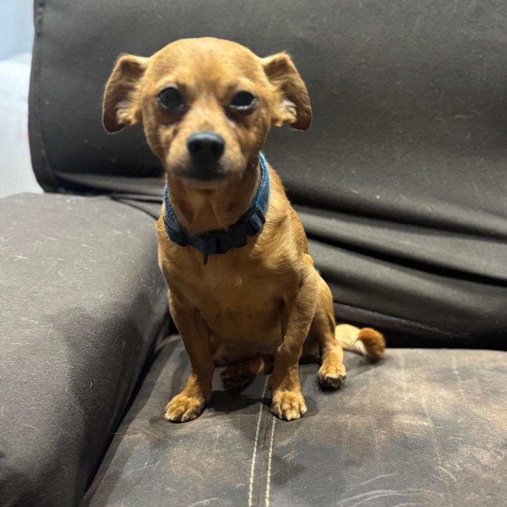 Skeeter, a Adoptable mixed breed in Katy, TX image 3/5