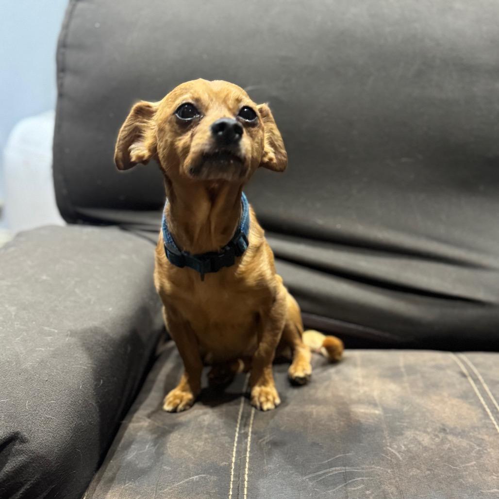 Skeeter, a Adoptable mixed breed in Katy, TX image 4/5