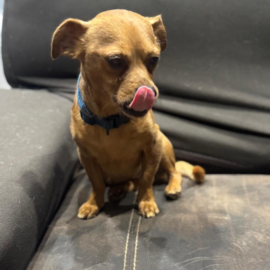 Skeeter, a Adoptable mixed breed in Katy, TX image 3/5