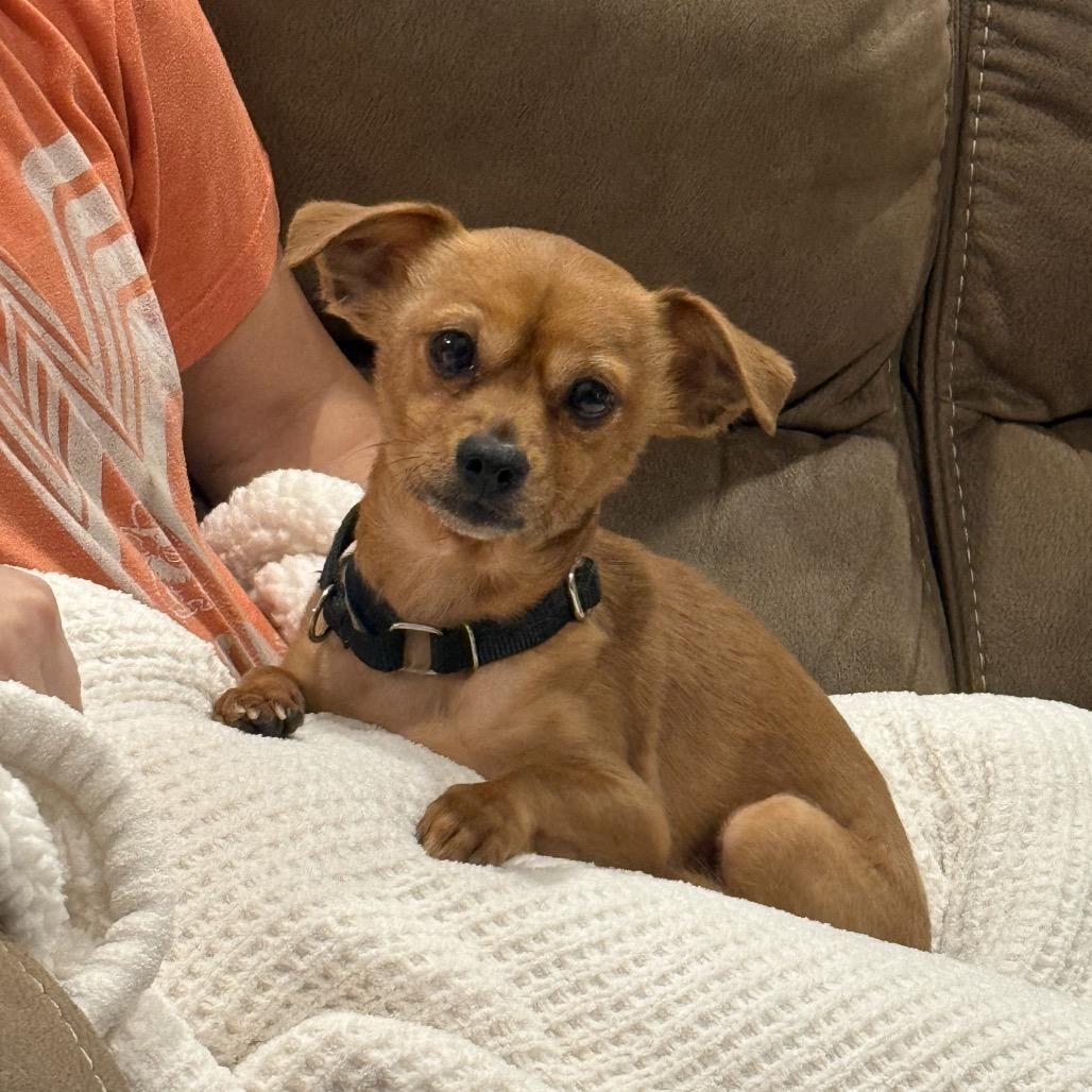 Enlarge Skeeter, a Adoptable mixed breed in Katy, TX image 4/6