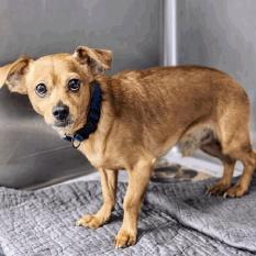 Skeeter, a Adoptable mixed breed in Katy, TX image 4/5