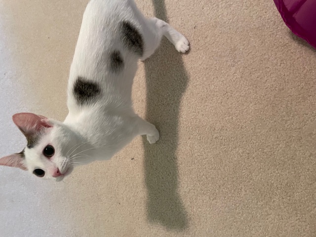 CP - NC Candy, Adoptable, Kitten Female Domestic Short Hair.