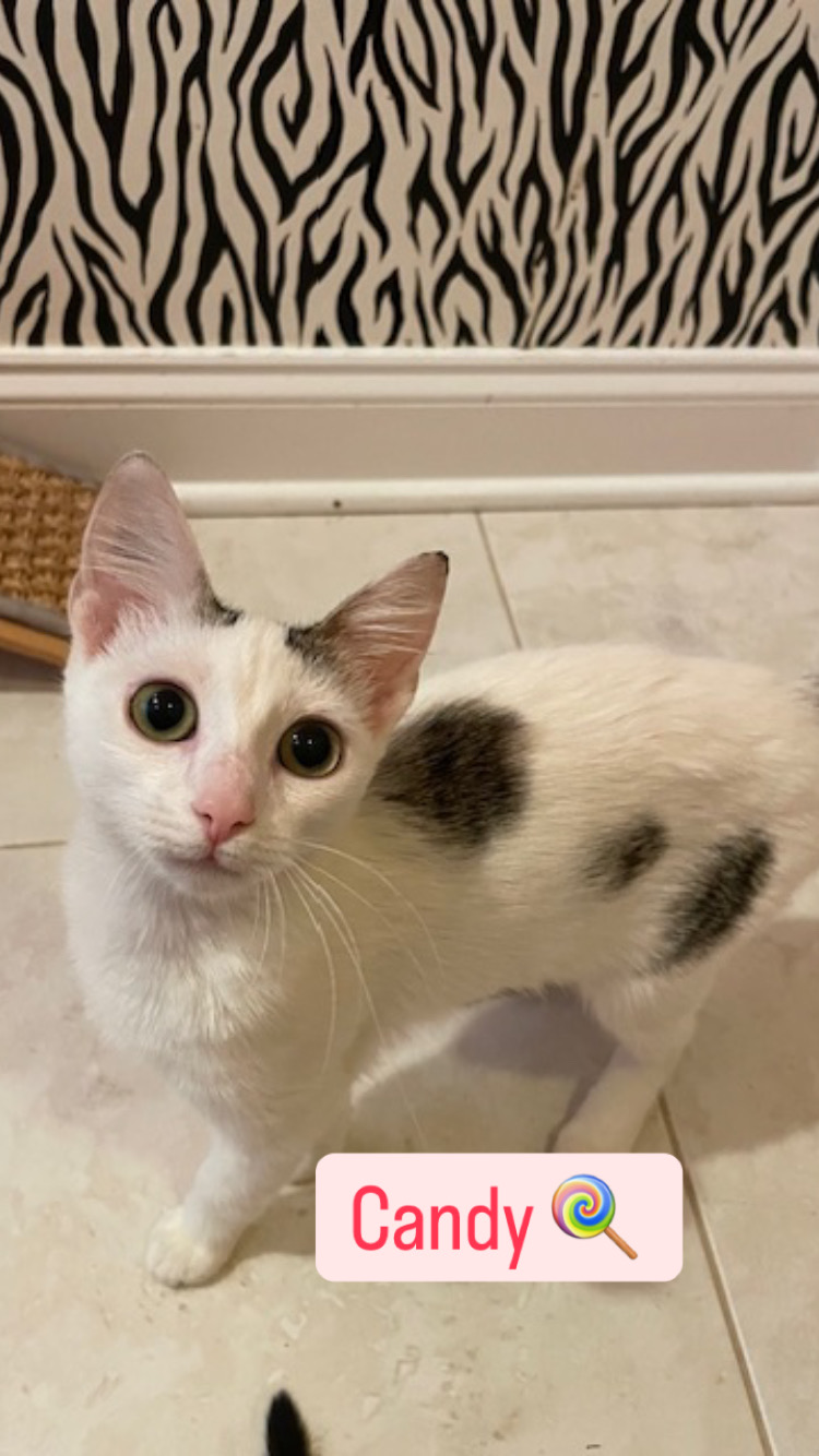 CP - NC Candy, a Adoptable Domestic Short Hair in Winston Salem, NC image 2/5
