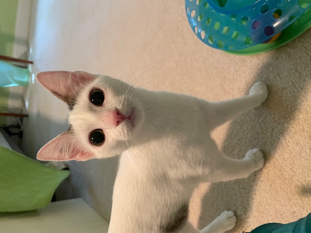 CP - NC Candy, a Adoptable Domestic Short Hair in Winston Salem, NC image 5/5