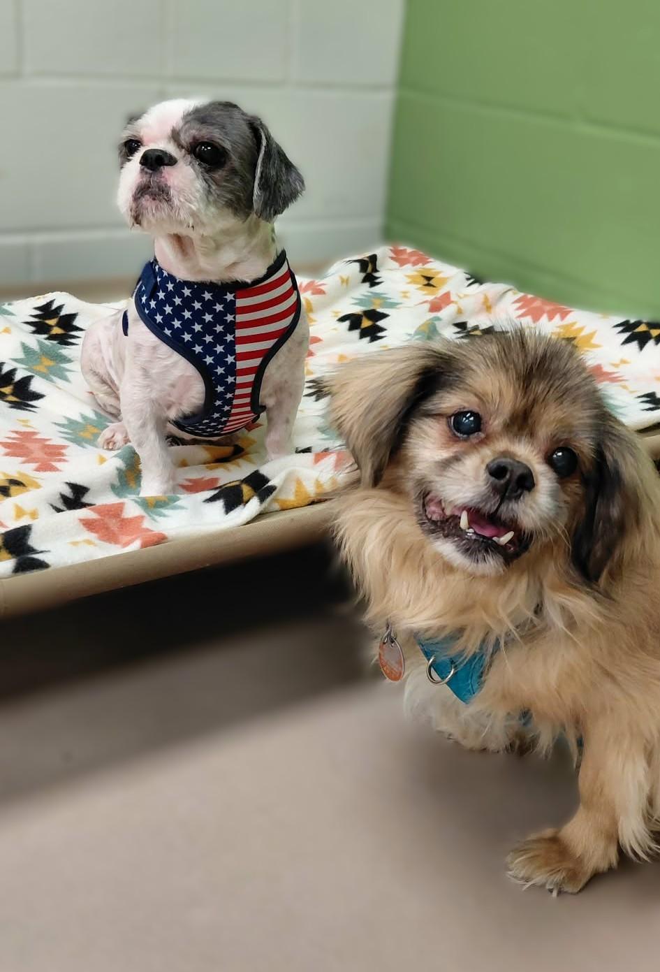 Enlarge Tuco (bonded w/ Rainy), a ADOPTABLE Tibetan Spaniel in Appleton, WI image 3/3